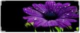 Кошелек, Фиолетовый цветок