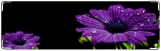Визитница/Картхолдер, Фиолетовый цветок