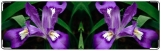 Визитница/Картхолдер, Фиолетовый цветок