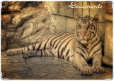 Обложка на автодокументы с уголками, Тигр