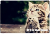 Обложка для свидетельства о рождении, наш котенок
