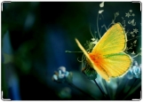 Блокнот, Бабочка на цветке