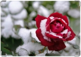 Блокнот, Роза под снегом