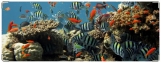 Обложка на зачетную книжку, Морской аквариум