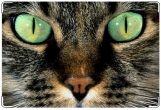 Обложка на ветеринарный паспорт, котик