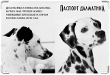 Обложка на ветеринарный паспорт, Далматин