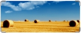 Кошелек, поле пшеница