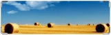 Визитница/Картхолдер, поле пшеница