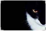 Обложка на ветеринарный паспорт, чёрный кот