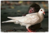 Обложка для свидетельства о рождении, голубь и обезьянка