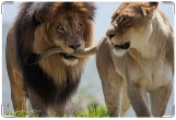 Обложка на ветеринарный паспорт, пара львов
