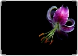 Обложка на автодокументы с уголками, лилия