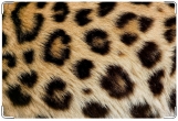 Обложка на ветеринарный паспорт, леопард