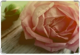 Обложка для свидетельства о рождении, Чайная роза