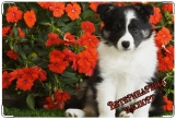 Обложка на ветеринарный паспорт, Пес и цветочки