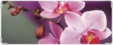 Обложка на студенческий, Орхидея