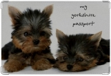 Обложка на ветеринарный паспорт, my yorkshire passport