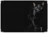 Обложка на ветеринарный паспорт, Чёрная кошка