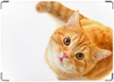 Обложка на паспорт с уголками, рыжийй кот