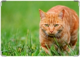 Обложка на паспорт с уголками, рыжий кот в траве