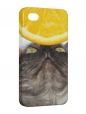 Чехол iPhone 4/4S, Кошка и апельсин