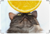 Обложка на ветеринарный паспорт, Кошка и апельсин