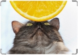 Обложка на паспорт с уголками, Кошка и апельсин