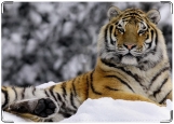 Обложка на паспорт с уголками, Тигр на снегу