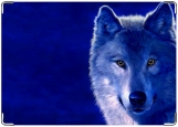 Обложка на автодокументы с уголками, Волк blue