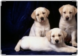 Обложка на паспорт с уголками, Три щенка