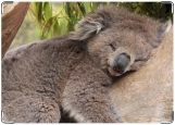 Обложка на паспорт с уголками, коала