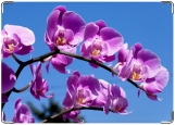 Обложка на автодокументы с уголками, орхидеи