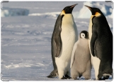 Обложка на паспорт с уголками, Пингвины