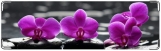 Визитница/Картхолдер, орхидеи