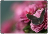 Обложка на паспорт с уголками, Бабочка на цветке